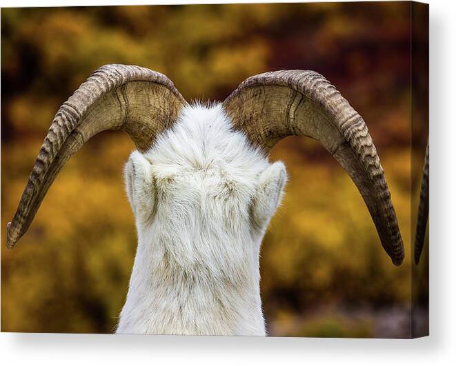   Dallsheep Canvas Print featuring the photograph The Majestic Horns of a Dall Sheep by Kyle Lavey