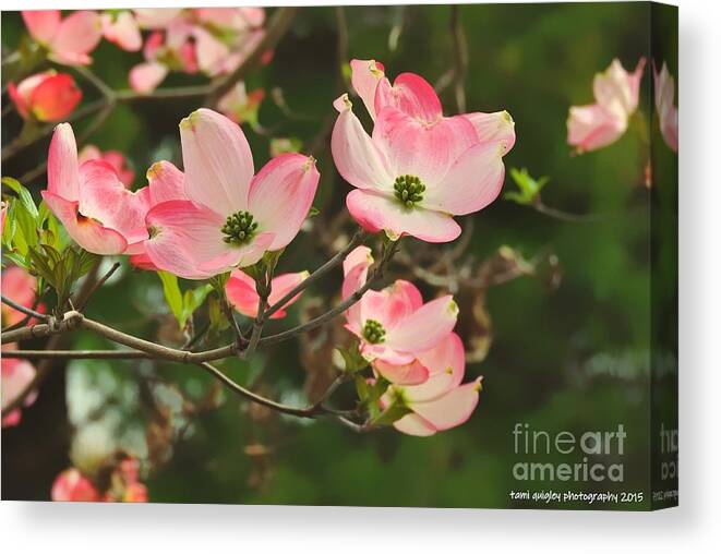 Easter Canvas Print featuring the photograph Dance Of The Dogwood by Tami Quigley