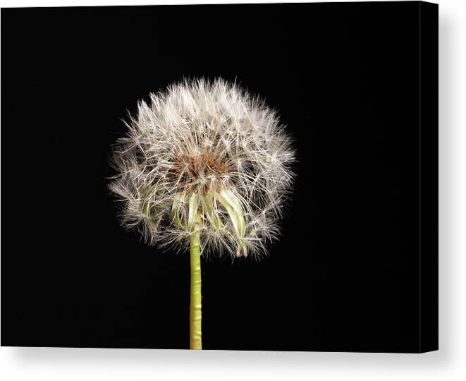 Dandelion Canvas Print featuring the photograph Dandelion Seeds on Black by Amelia Pearn