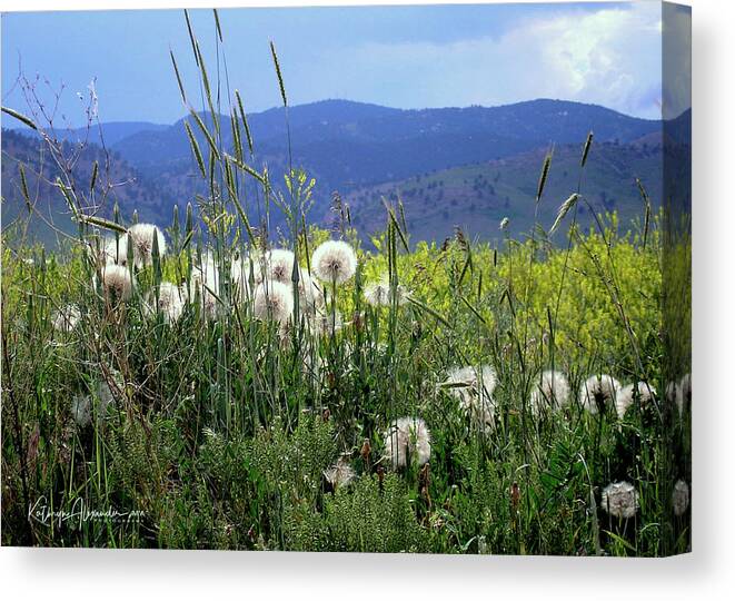 Dandelion Canvas Print featuring the photograph Dandelions and Mountains by Kathryn Alexander MA