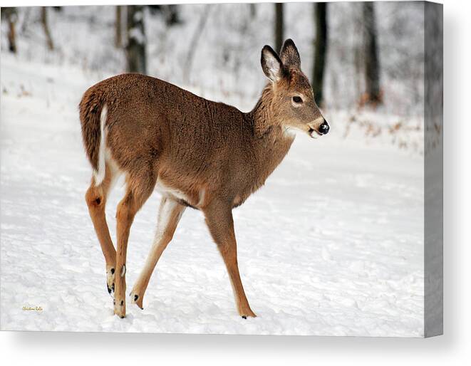 Deer Canvas Print featuring the photograph Deer on Snowy Landscape by Christina Rollo