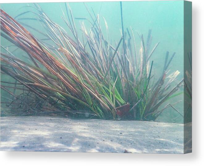 Underwater Canvas Print featuring the photograph Delaware River Underwater Plants by Amelia Pearn
