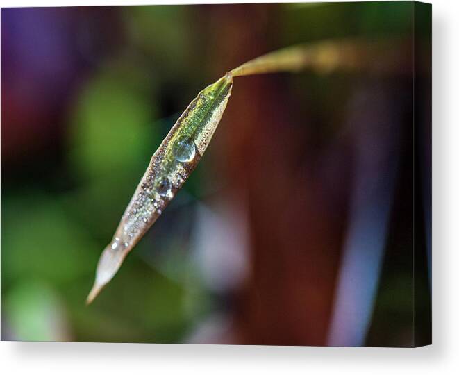 Nature Canvas Print featuring the photograph Dew Drops on a Leaf by Amelia Pearn