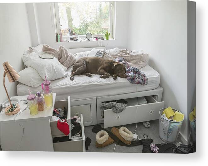 Pets Canvas Print featuring the photograph Dog lying on bed in teenagers messy bedroom by Justin Paget