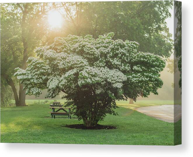 Dogwood Canvas Print featuring the photograph Dogwood Tree on a Bright Sunny Morning by Jason Fink