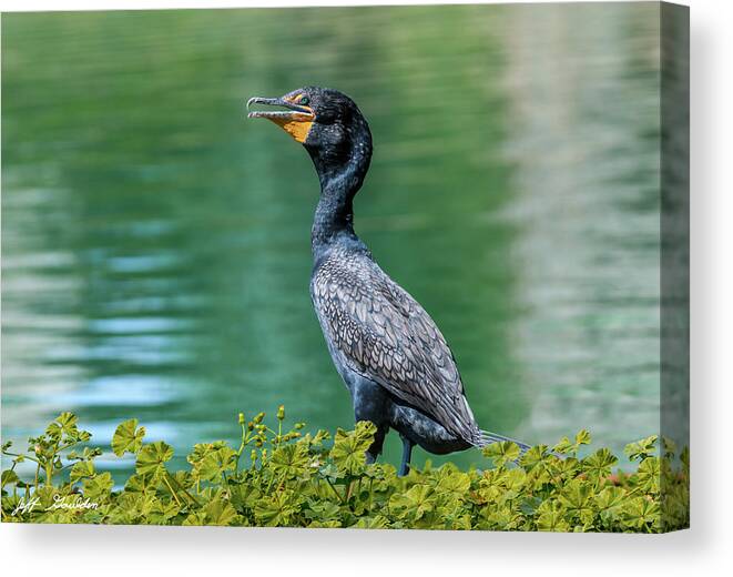 Adult Canvas Print featuring the photograph Double-Crested Cormorant by Jeff Goulden