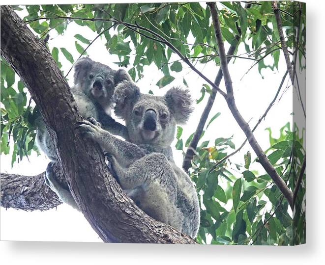 Animals Canvas Print featuring the photograph Double Cute by Maryse Jansen
