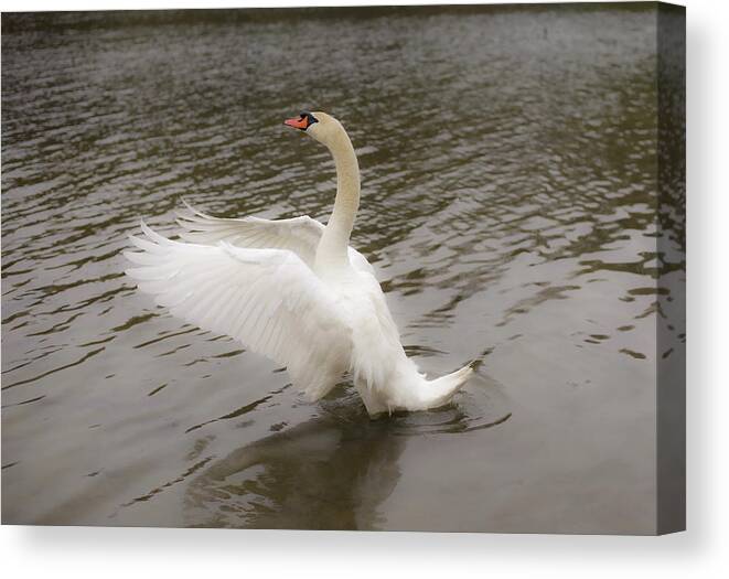 Swan Canvas Print featuring the pyrography Drying by Aarthi Arunkumar