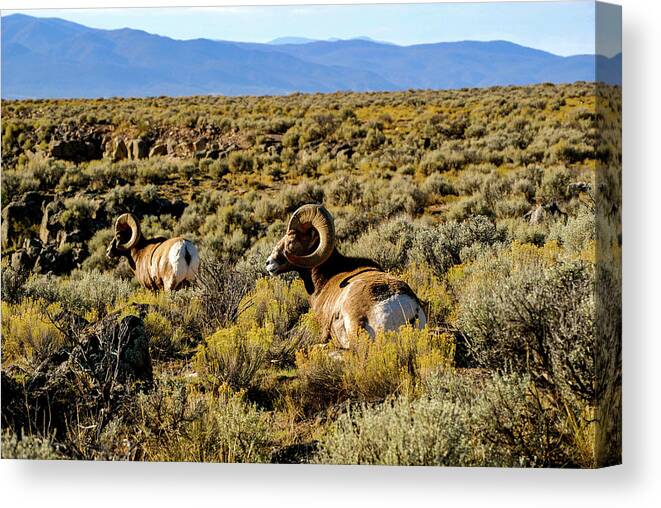 Bighorn Sheep Canvas Print featuring the photograph Wild Bighorn Sheep - New Mexico by Earth And Spirit
