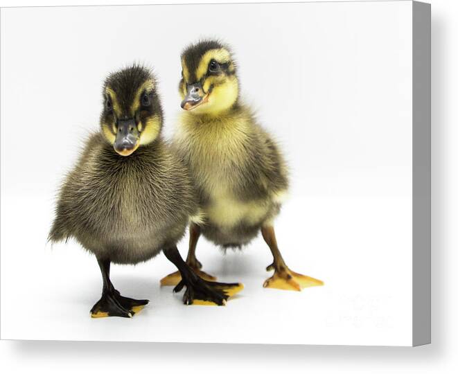 Ducks Canvas Print featuring the photograph Duckies 3 by Cheryl McClure