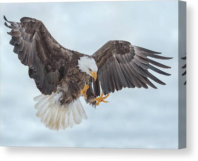 Eagle Canvas Print featuring the photograph Eagle In the Clouds by CR Courson