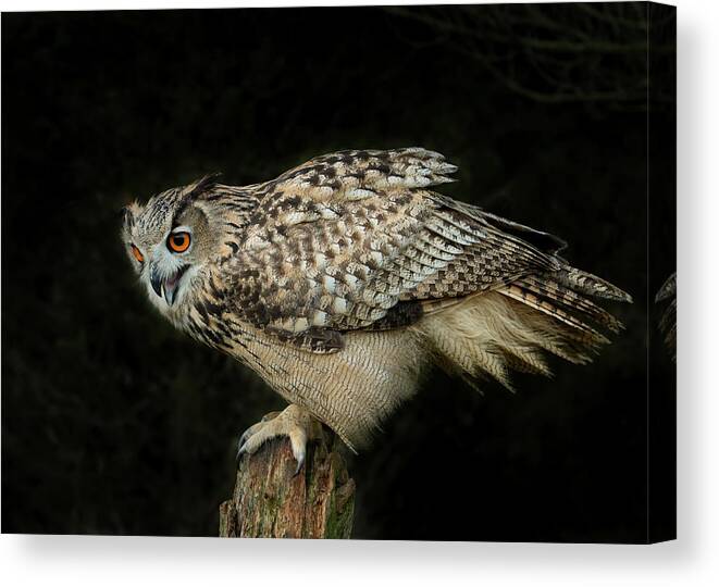 Owl Canvas Print featuring the photograph Eagle-owl by CR Courson