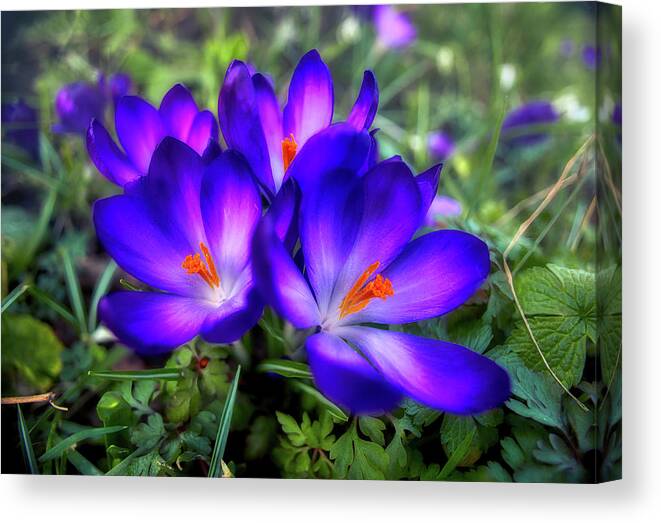 Flower Canvas Print featuring the photograph Early Crocus by Micah Offman