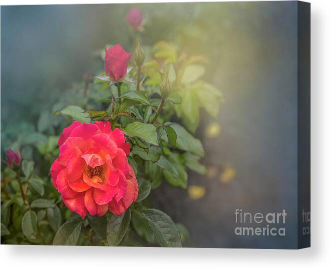 Rose Canvas Print featuring the photograph Early Morning Roses by Shelia Hunt