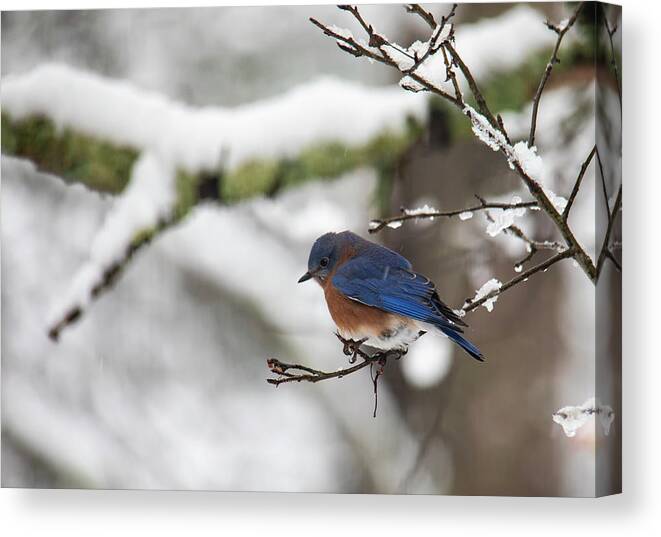 Freezing Canvas Print featuring the photograph Eastern Bluebird Perched on a Snowy Branch by Charles Floyd