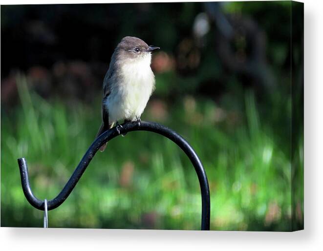 Birds Canvas Print featuring the photograph Eastern Phoebe by Linda Stern