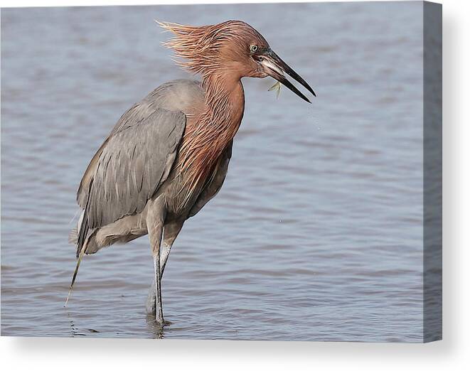 Reddish Egret Canvas Print featuring the photograph Eating a Fish May Need Greater Efforts by Mingming Jiang