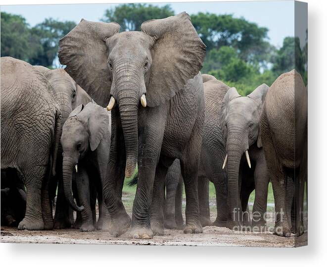 Elephants Canvas Print featuring the photograph The Last Charge by Cameron Anderson Raffan