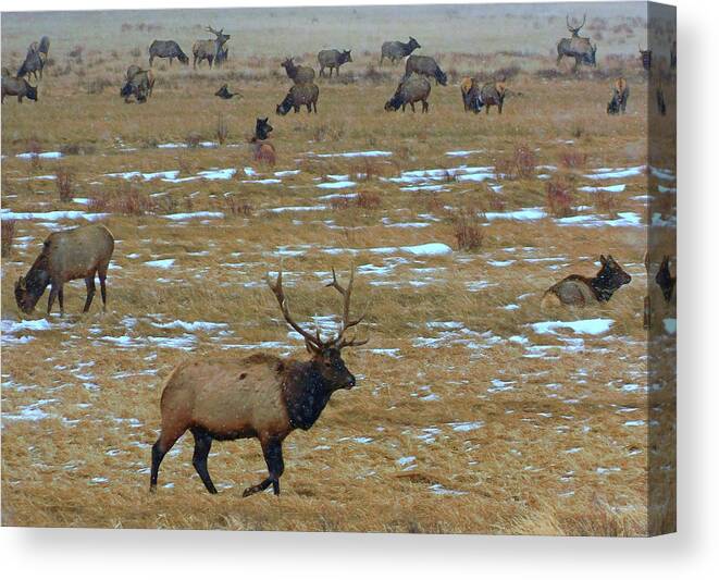 Elk Canvas Print featuring the photograph Elk herd by Carl Moore