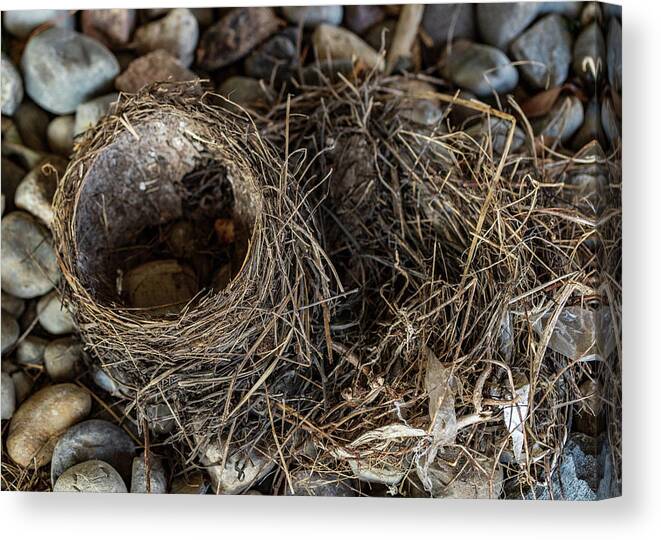 Animals Canvas Print featuring the photograph Empty Nest - Wildlife Photography 2 by Amelia Pearn