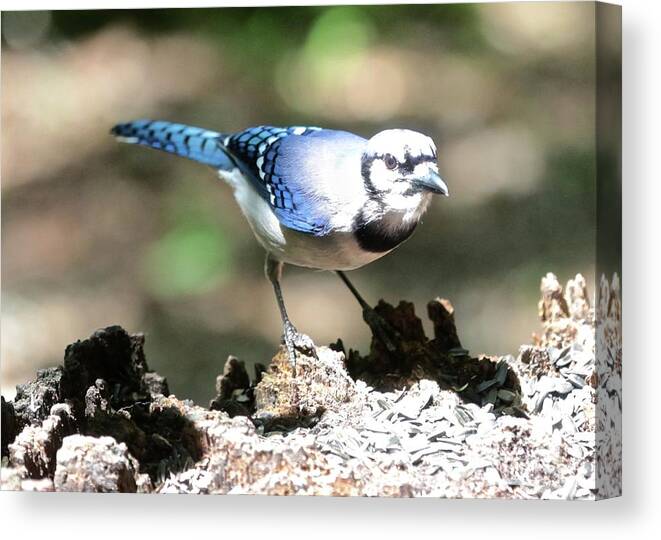 Blue Jay Canvas Print featuring the photograph Face to Face Blue Jay by Carol Groenen