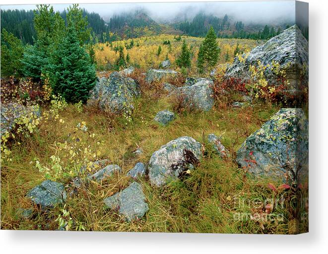 Dave Welling Canvas Print featuring the photograph Fall Color Lupine Meadows Grand Tetons Np Wyoming by Dave Welling