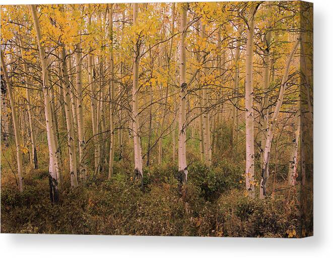 Fall Canvas Print featuring the photograph Fall Colors 3 by Phil And Karen Rispin