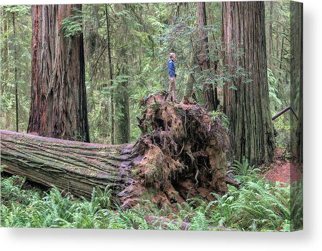 Boy Scout Trail Canvas Print featuring the photograph Fallen Giant by Rudy Wilms