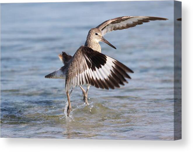 Willet Canvas Print featuring the photograph Fight between Two Willets by Mingming Jiang