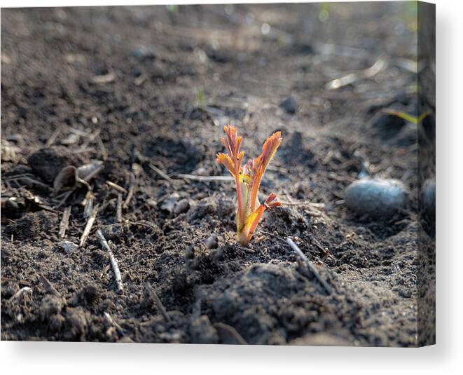 Spring Canvas Print featuring the photograph First Sprouts In Spring by Karen Rispin