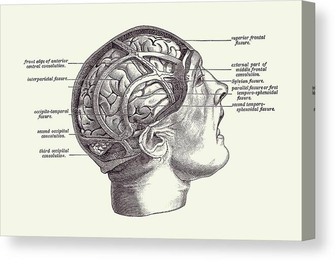 Brain Canvas Print featuring the drawing Fissure Focused Brain Diagram - Vintage Anatomy 2 by Vintage Anatomy Prints