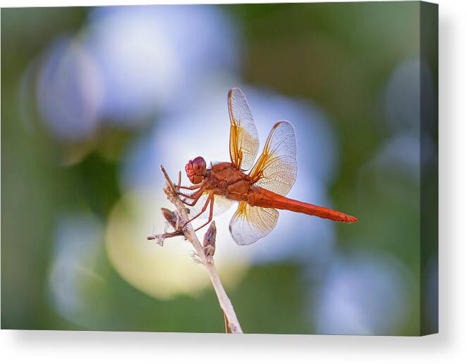 Flame Skimmer Dragonfly Canvas Print featuring the photograph Flame Skimmer Dragonfly 4 by Rick Mosher