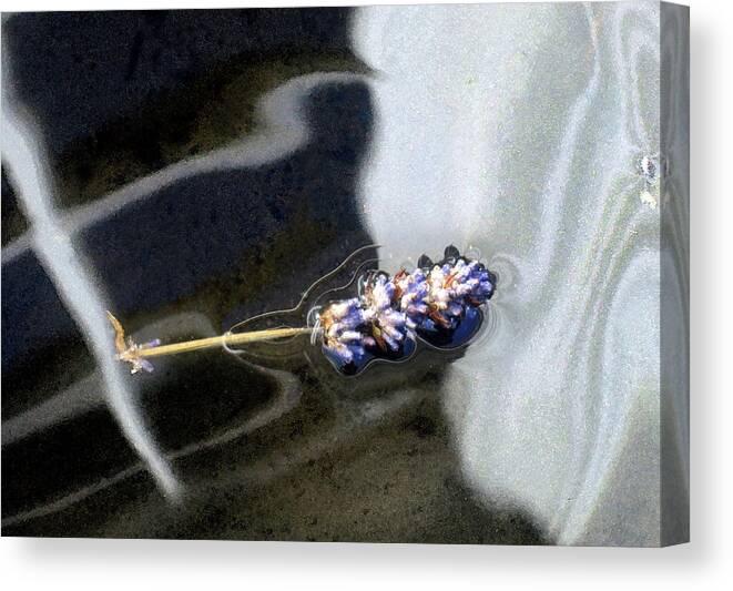 Floating Flower Canvas Print featuring the photograph Floating Lavender by Jaeda DeWalt