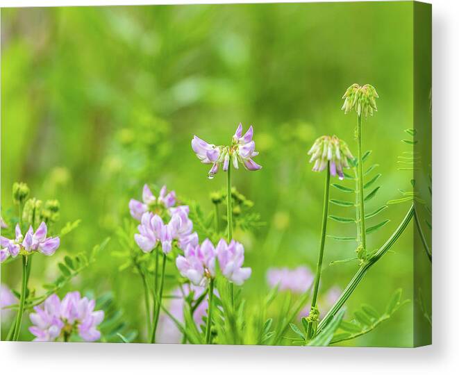 Flower Canvas Print featuring the photograph Flower Photography - Spring Field by Amelia Pearn