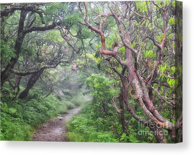 Craggy Gardens Canvas Print featuring the photograph Forest Fantasy by Blaine Owens