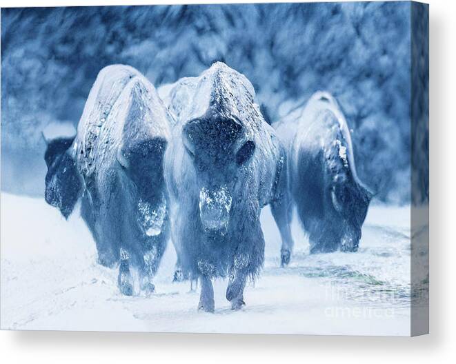 Yellowstone Canvas Print featuring the photograph Frosty Girls by Deby Dixon