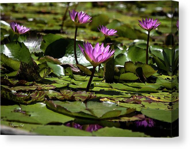 Photograph Canvas Print featuring the photograph Fuchsia Water Lily Love in Watercolor by Suzanne Gaff