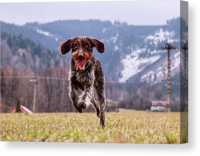 Bohemian Wire Canvas Print featuring the photograph Fun face. Hound- Bohemian Wire Haired Pointing Griffon by Vaclav Sonnek