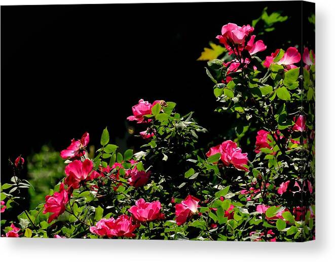 Roses Canvas Print featuring the photograph Garden Roses in Spring by Linda Stern