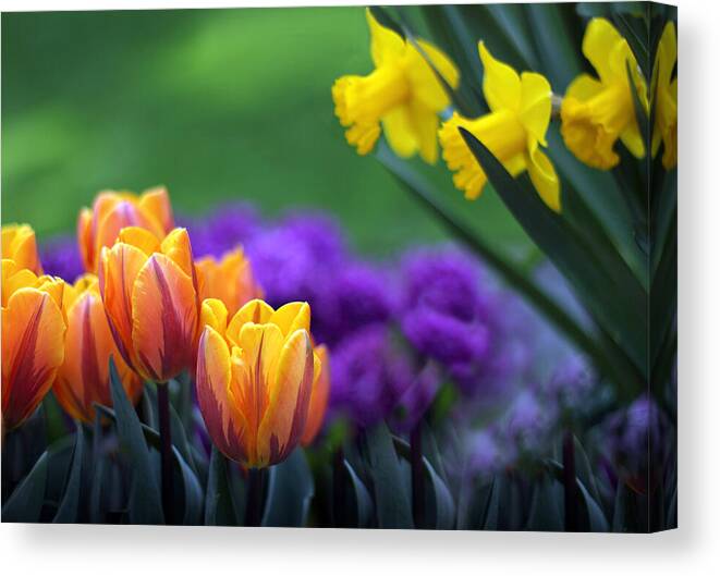 Tulips Canvas Print featuring the photograph Glorious Garden by Jessica Jenney