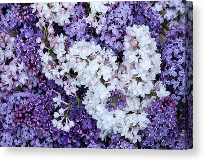 Face Mask Canvas Print featuring the photograph Glorious Lilacs by Theresa Tahara