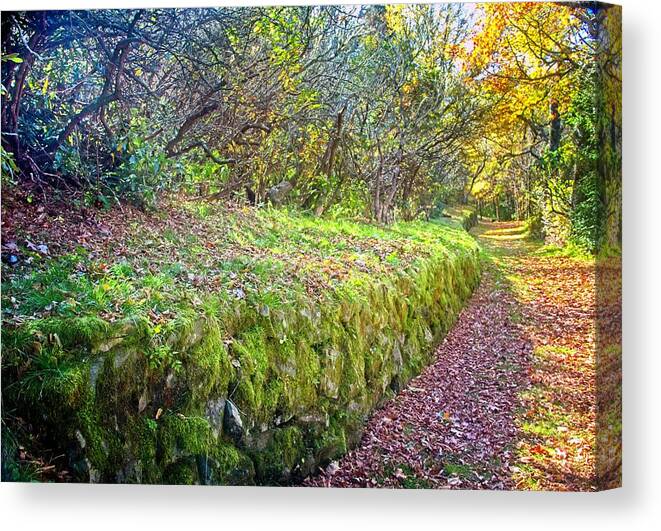 Path Canvas Print featuring the photograph Good Day For A Walk by Allen Nice-Webb
