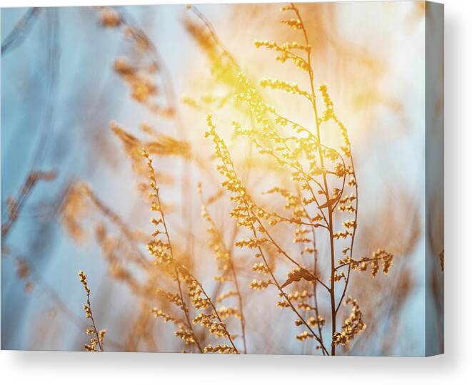 Plants Canvas Print featuring the photograph Good Morning - Nature Photography by Amelia Pearn