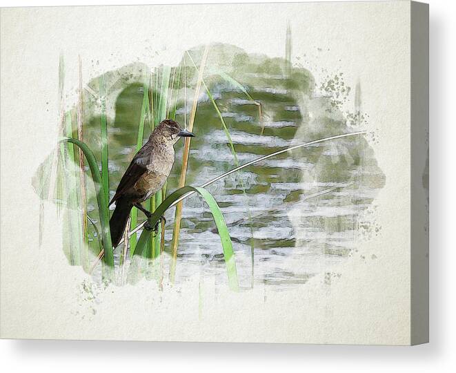 Grackle Canvas Print featuring the digital art Grackle by the Lake by Alison Frank