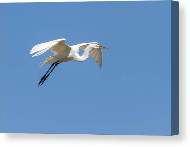Great Egret Canvas Print featuring the photograph Great Egret 2014-14 by Thomas Young