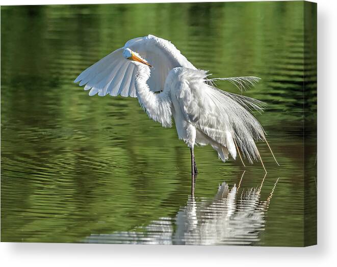 Great Egret Canvas Print featuring the photograph Great Egret 5475-061820-2 by Tam Ryan