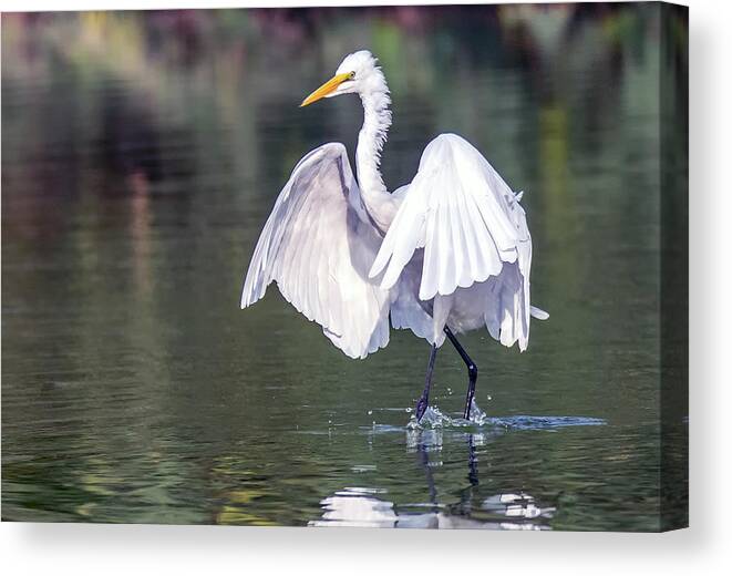 Great Egret Canvas Print featuring the photograph Great Egret 7080-080320-2 by Tam Ryan
