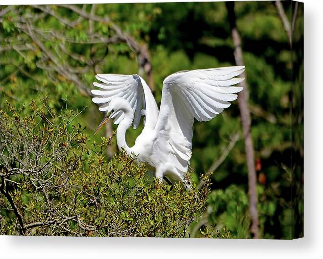 Bird Canvas Print featuring the photograph Great Egret Landing by Kathy Baccari