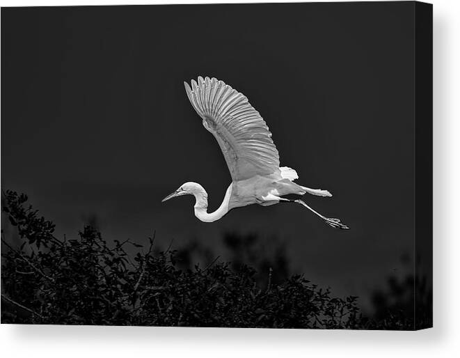 Egret Canvas Print featuring the photograph Great White Egret Coming In by Gordon Ripley