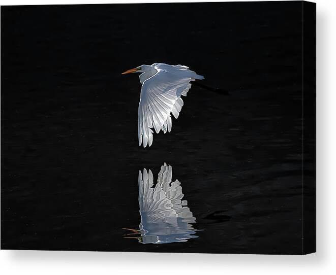 Great White Egret Canvas Print featuring the photograph Great White Egret in flight by Rick Mosher